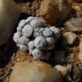 stephanii ssp.helmutii Grashoek
