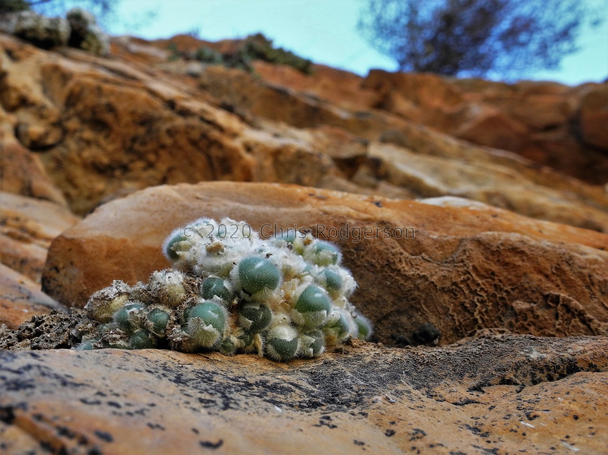 stephanii ssp.helmutii north of Eksteenfontein (3).JPG