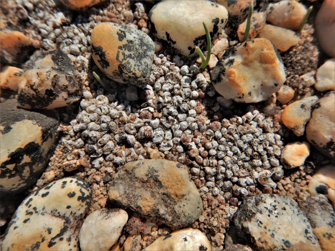 swanepoelianum ssp.proliferans (3)