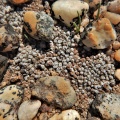swanepoelianum ssp.proliferans (3)