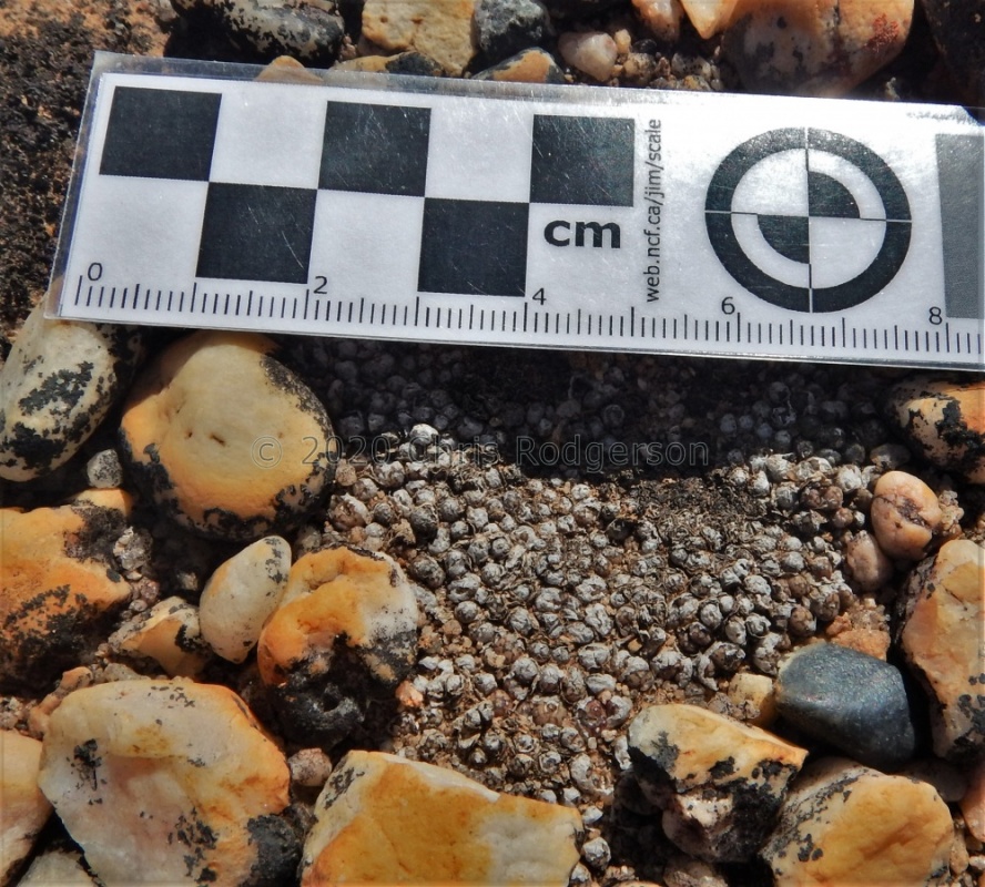 swanepoelianum ssp.proliferans (4)