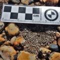swanepoelianum ssp.proliferans (4)