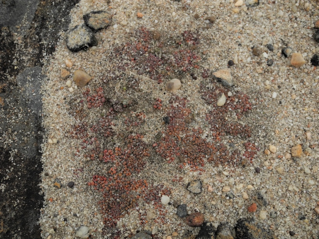 swanepoelianum ssp.proliferans (5)