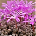 swanepoelianum ssp.proliferans CR1203