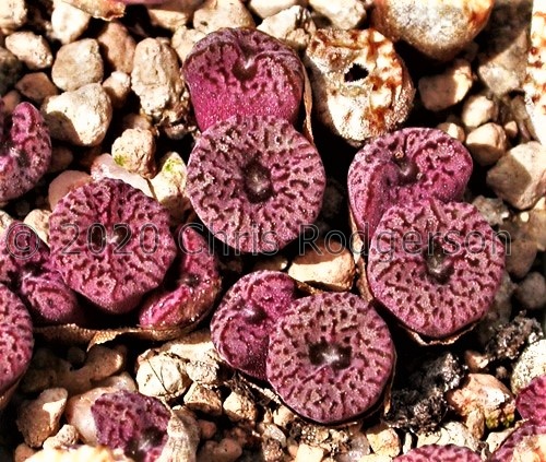 swanepoelianum ssp.rubrolineatum PVB Tweerivier