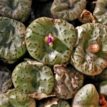swanepoelianum ssp.rubrolineatum