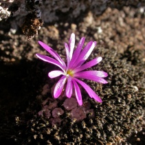 swanepoelianum ssp. swanepoelianum