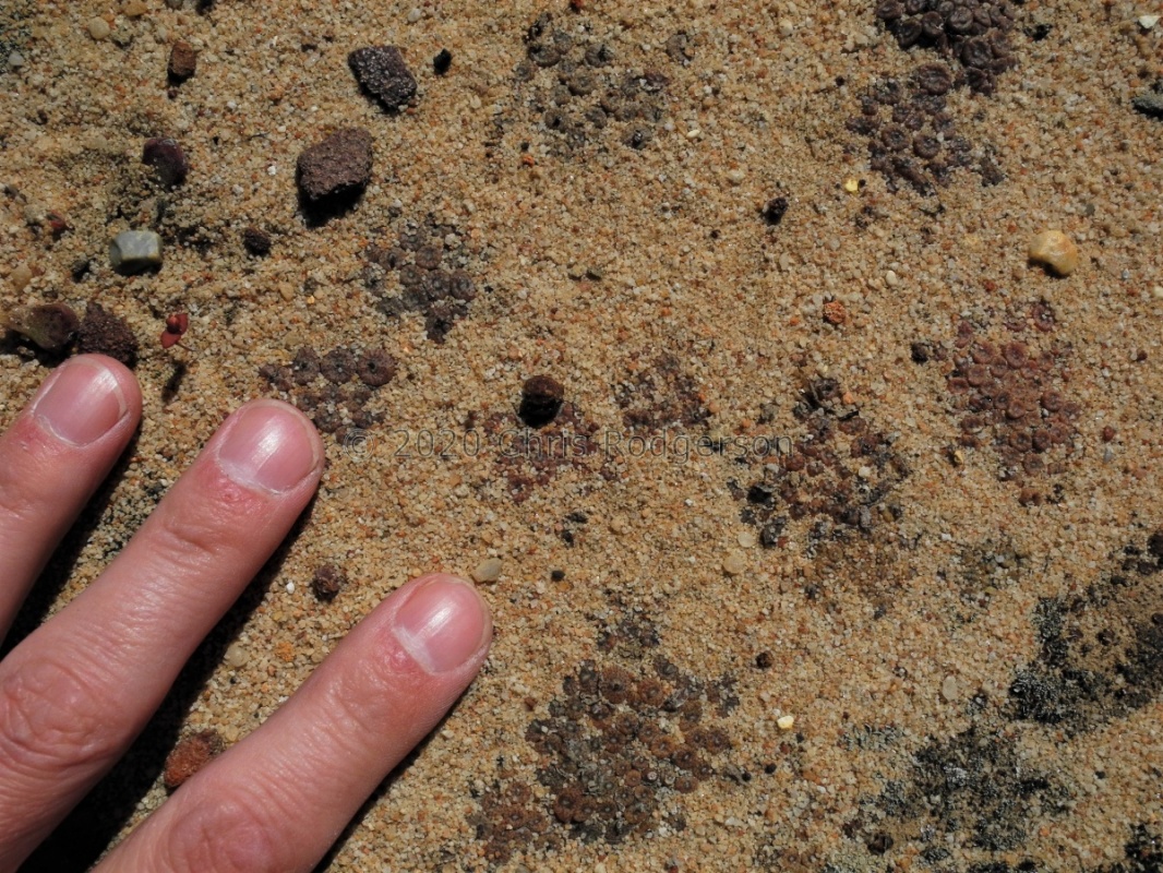 swanepoelianum ssp.rubrolineatum  1984 (2)