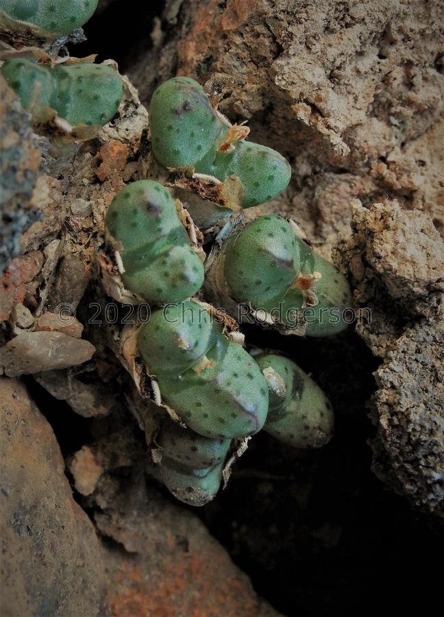 tantillum ssp.tantillum 2160 (4).JPG