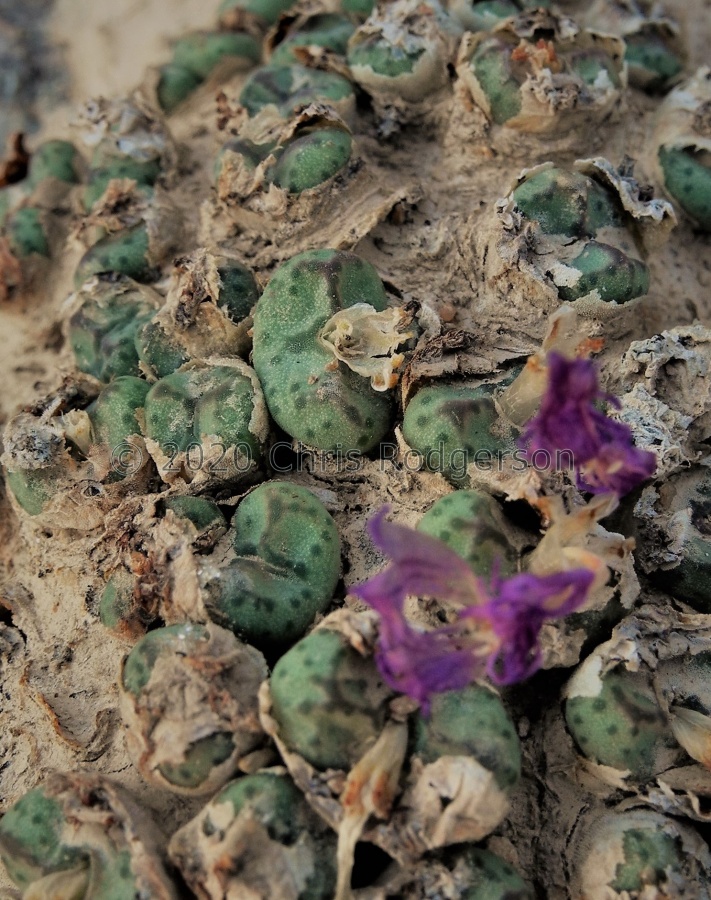 tantillum ssp.tantillum 2160 (5).jpg