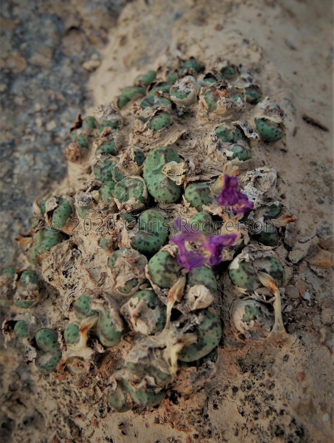 tantillum ssp.tantillum 2160 (6).JPG