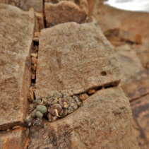 taylorianum ssp. taylorianum