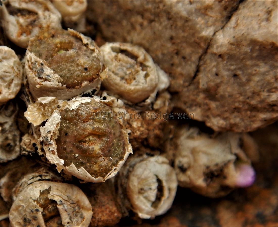 taylorianum, Doppelkopf, Sperrgebiet (4).JPG