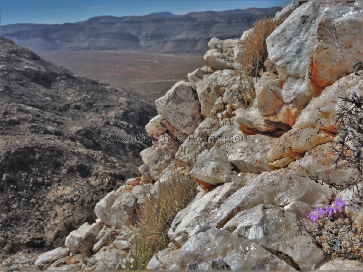 taylorianum ssp.ernianum Rosh Pinah.JPG