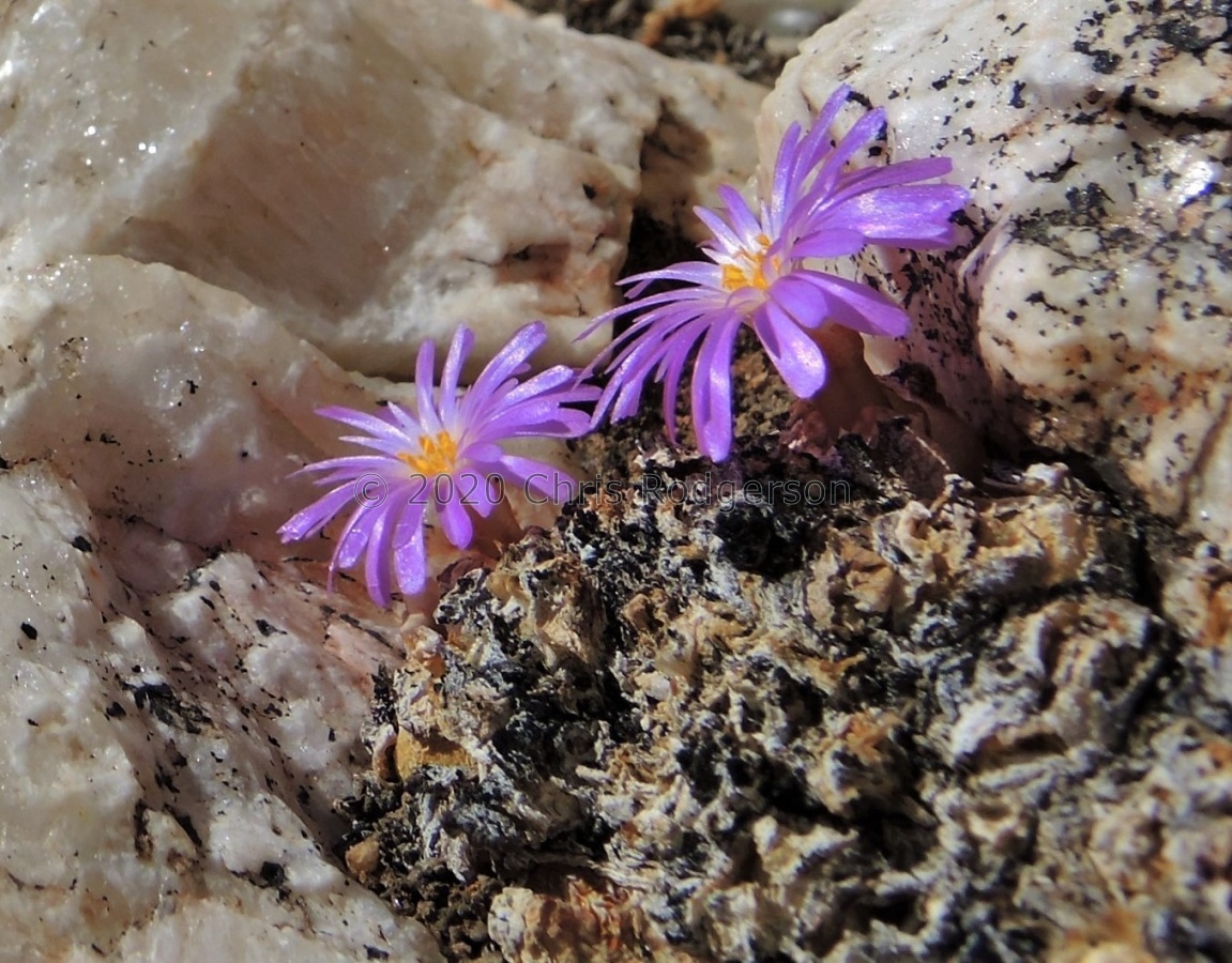 taylorianum ssp.ernianum Rosh Pinah (2).JPG