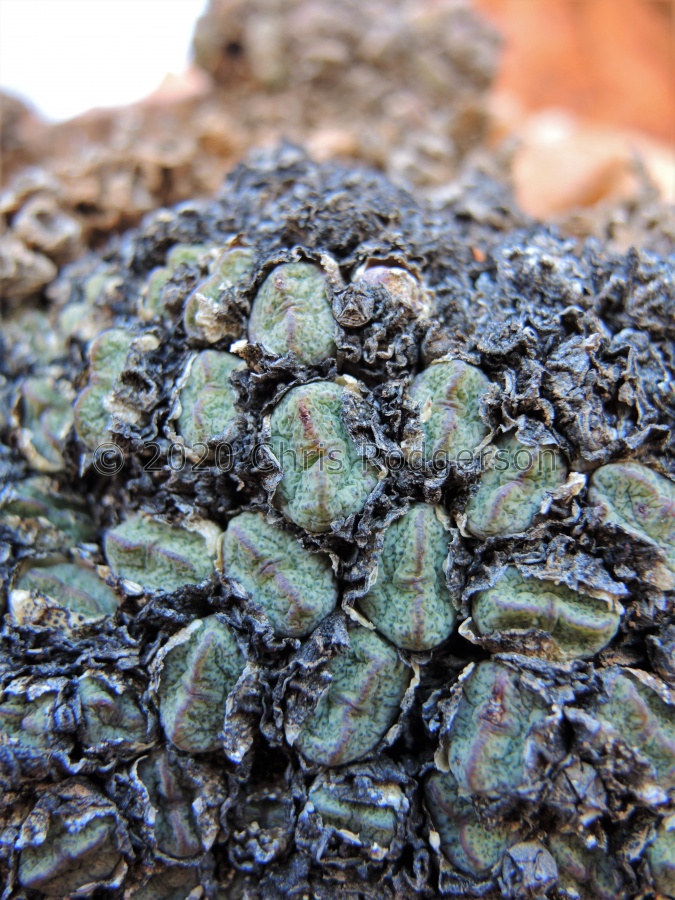 taylorianum ssp.ernianum Rooiberg, Sperrgebiet (3).JPG