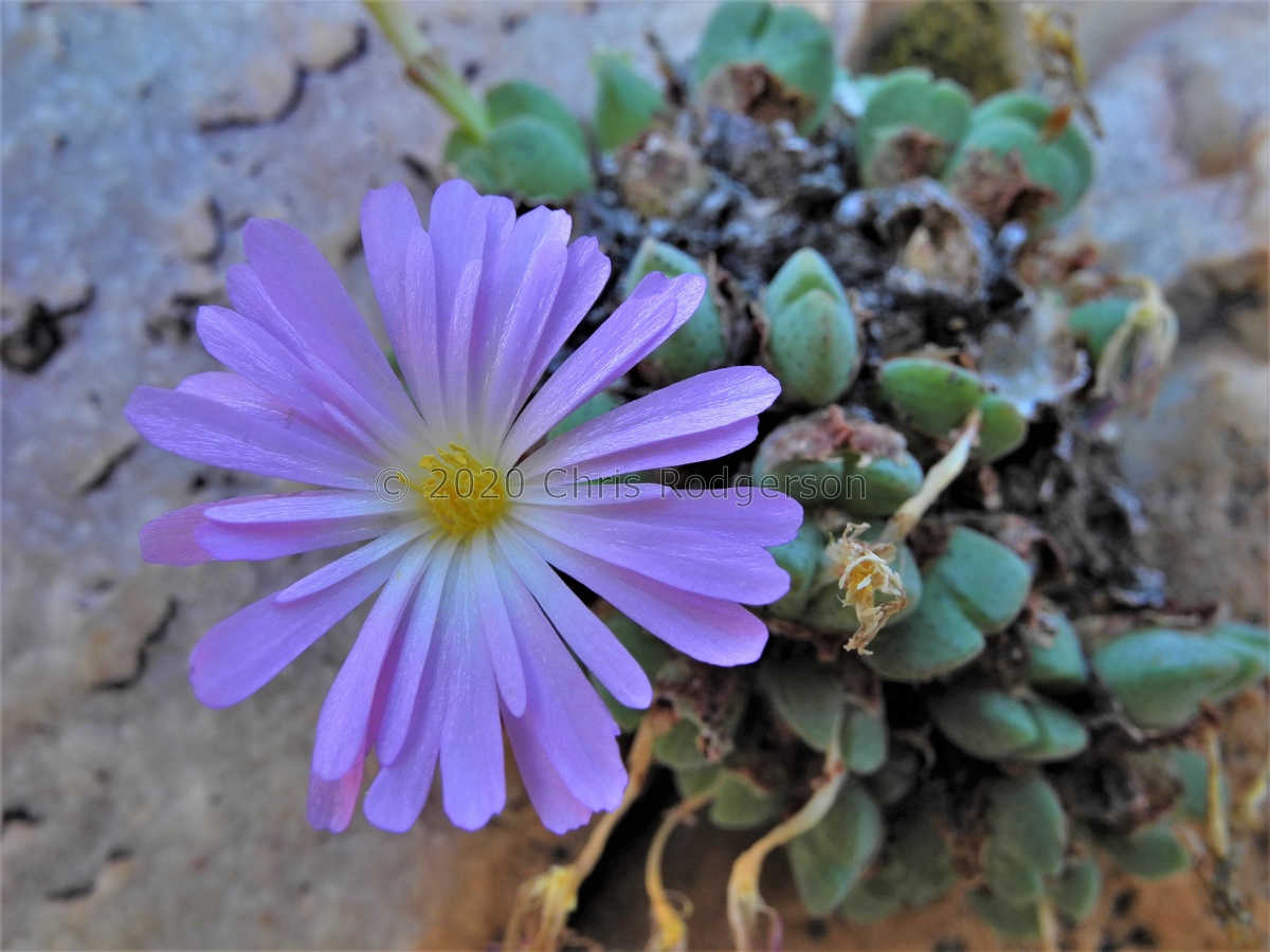 taylorianum ssp.rosynenese 2007 (7).JPG