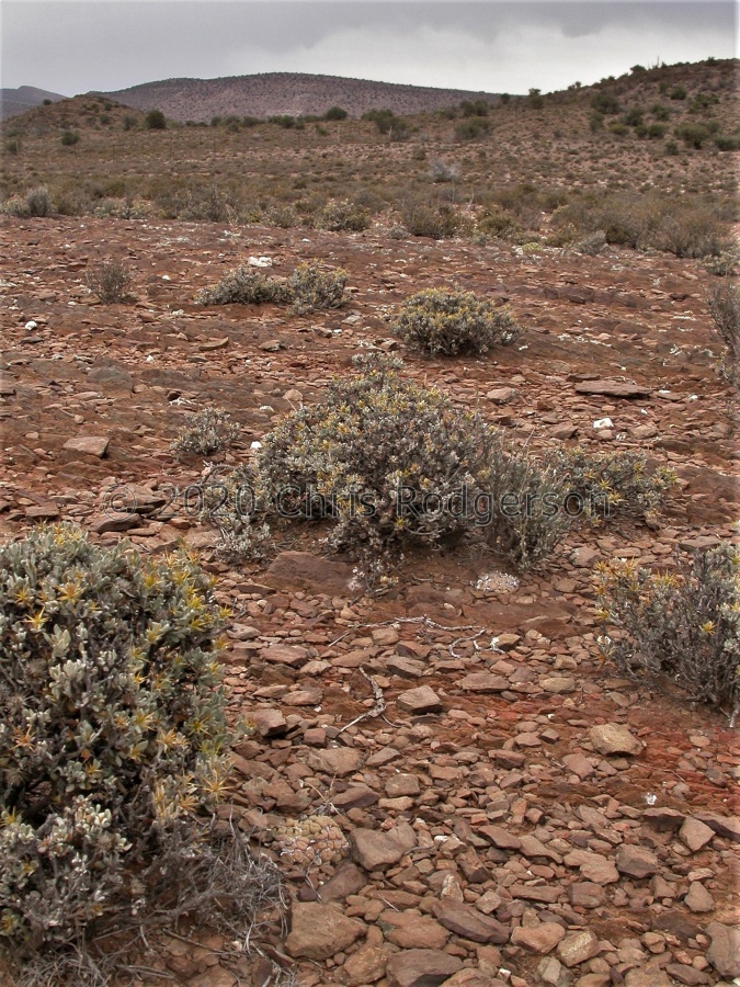 truncatum Willowmore.JPG