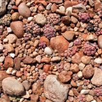 truncatum ssp. truncatum