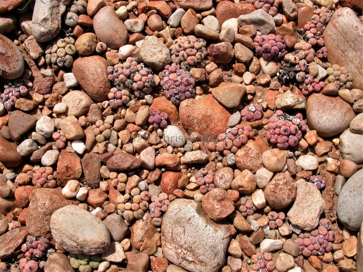 truncatum N Oudtshoorn (3).JPG