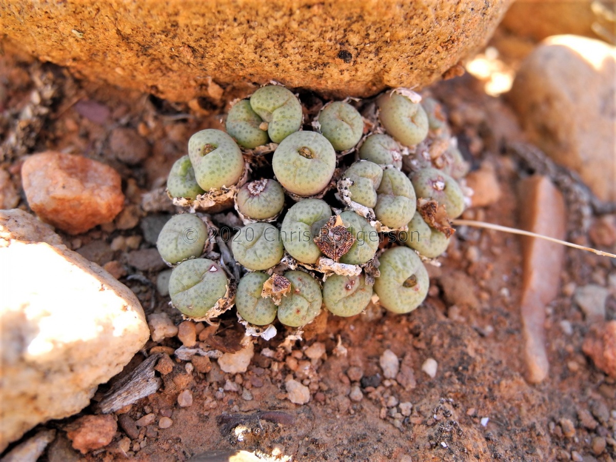 truncatum S Calitzdorp.JPG