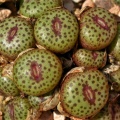 truncatum v.wiggettiae B&H2380 (2)