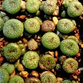 truncatum v.wiggettiae B&H2380