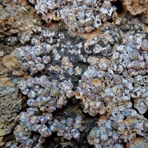 uviforme ssp. uviforme