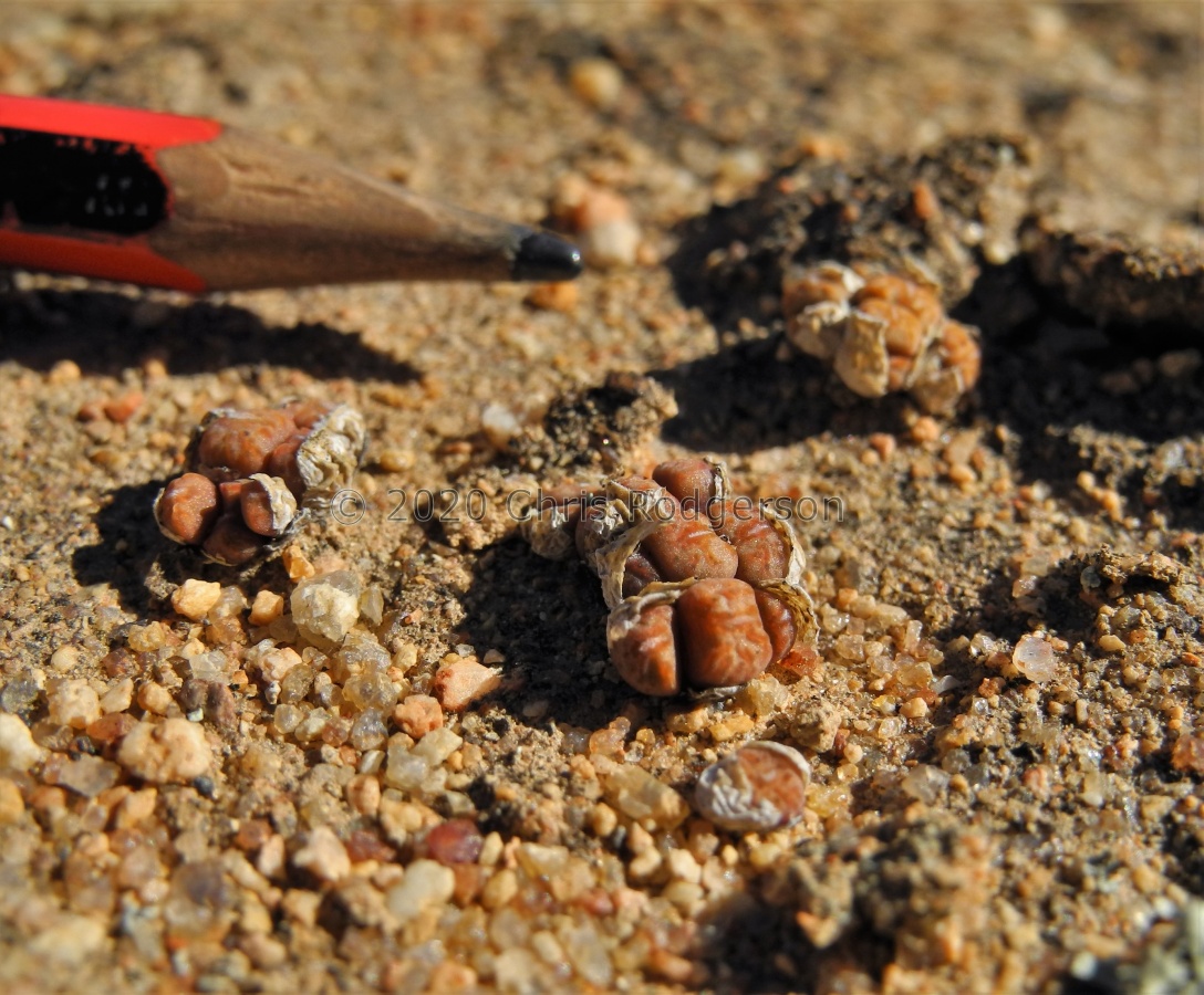 uviforme ssp.decoratum NW Garies 2084 (2).JPG