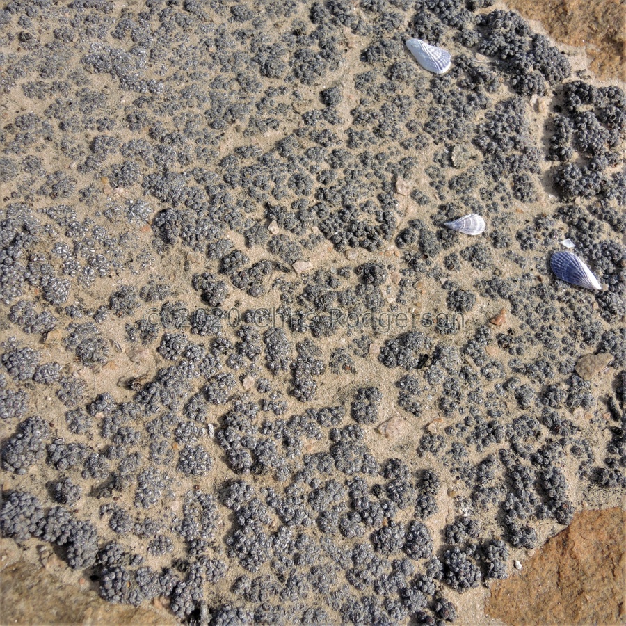 uviforme ssp.decoratum West coast 2168 (2).JPG