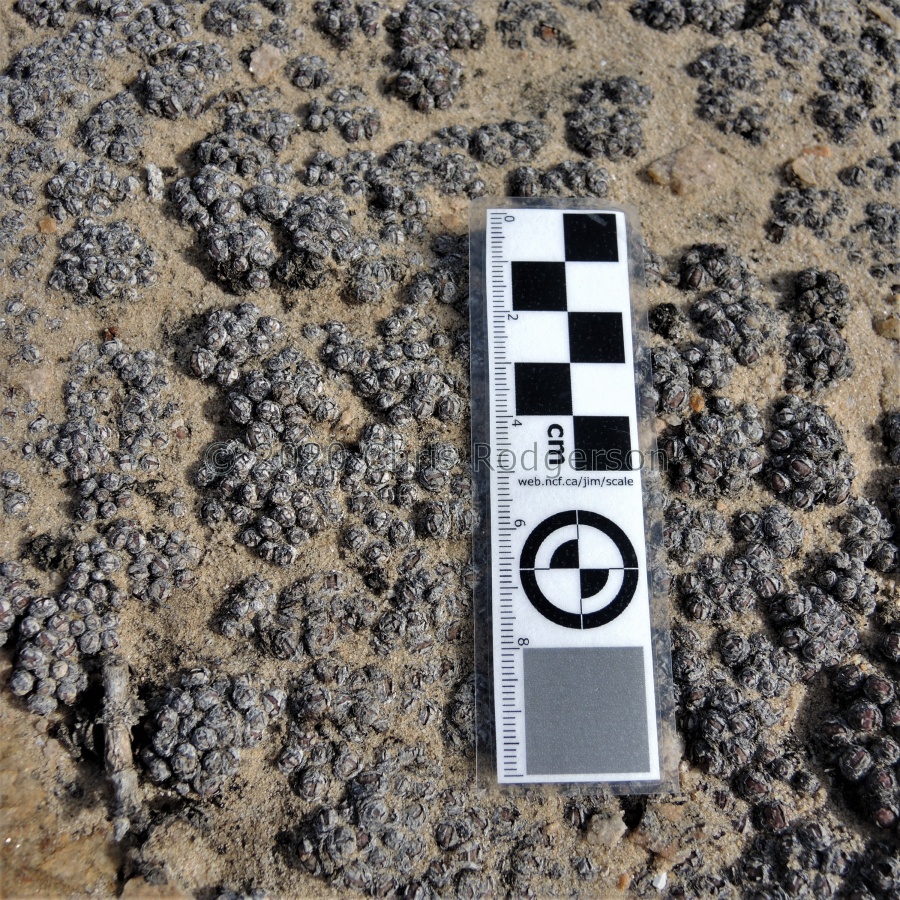 uviforme ssp.decoratum West coast 2168 (3).JPG