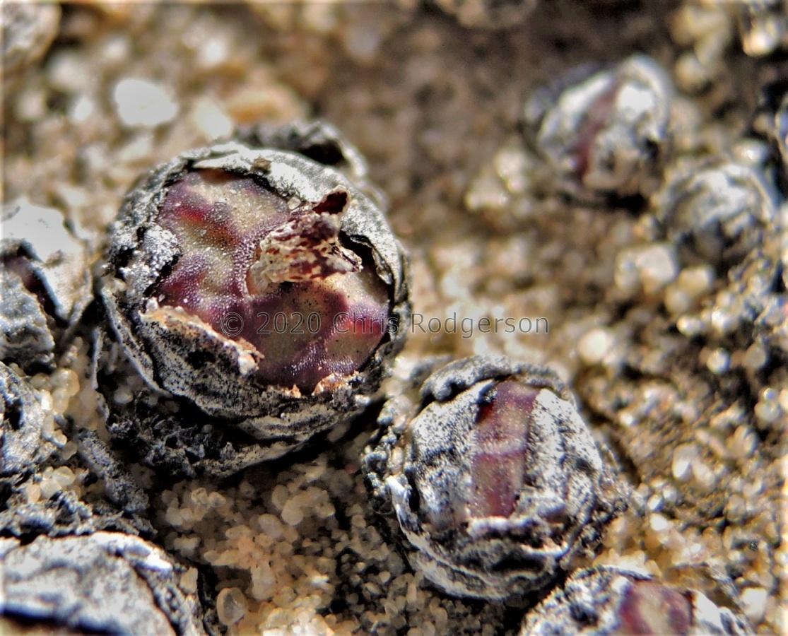 uviforme ssp.decoratum West coast 2168 (5).JPG