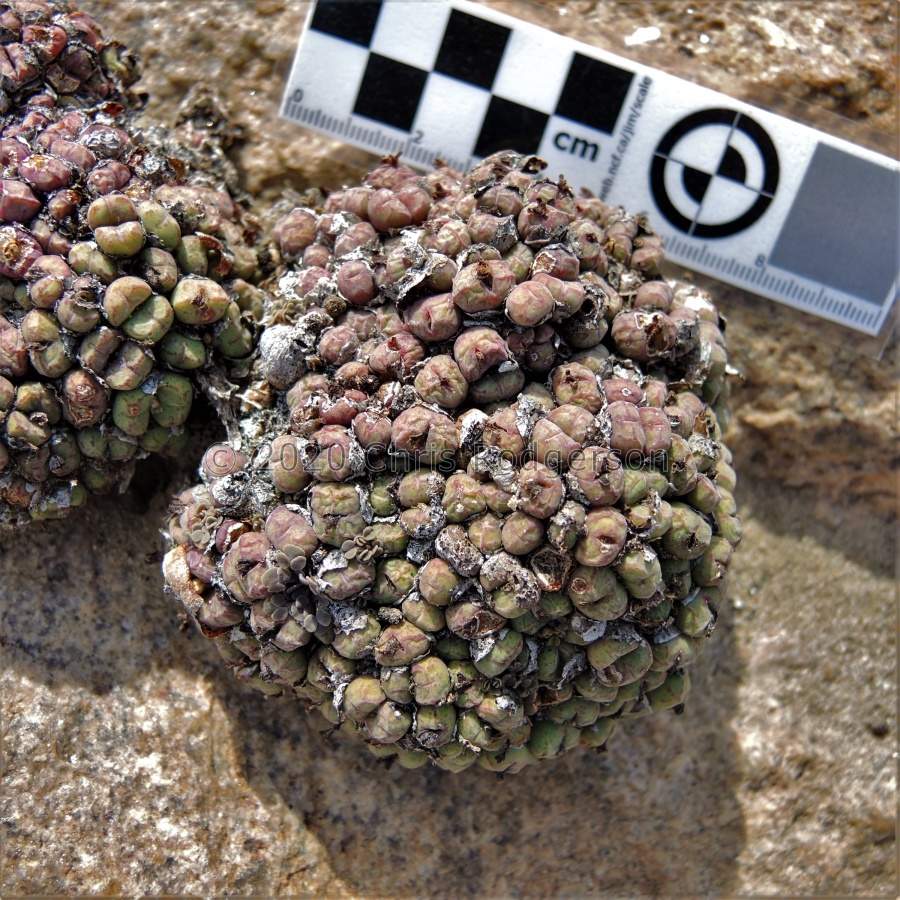 uviforme ssp.decoratum West coast 2168 (7).JPG