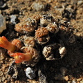 uviforme ssp.rauhii NNW Kamieskroon 2002 (4)