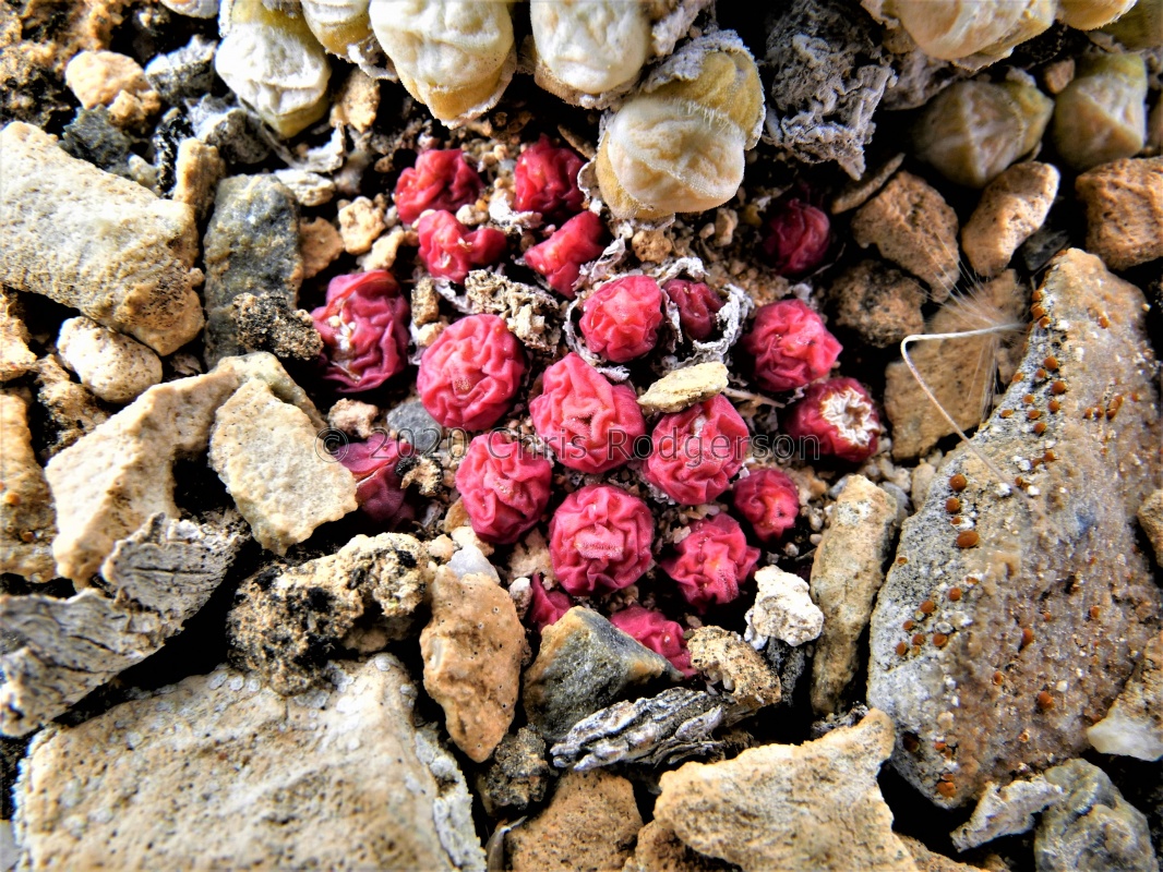 uviforme ssp.subincanum