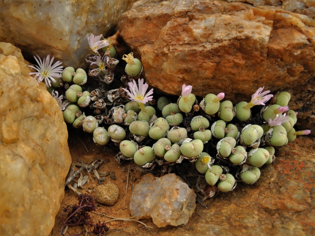 velutinum ssp.polyandrum NW Komaggas 2089 (2)