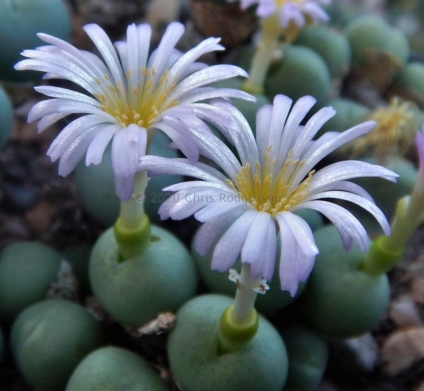 velutinum ssp.polyandrum (2)