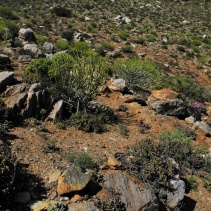velutinum ssp. velutinum