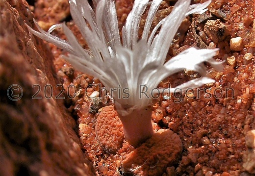 verrucosum N Kliprand 1823 (2)