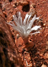 verrucosum N Kliprand 1823 (2)