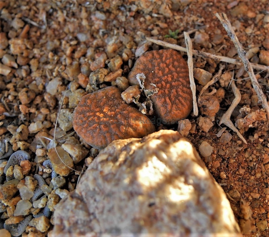 verrucosum NE Kliprand