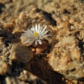 verrucosum NE Kliprand (5)