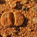 verrucosum NE Kliprand (7)