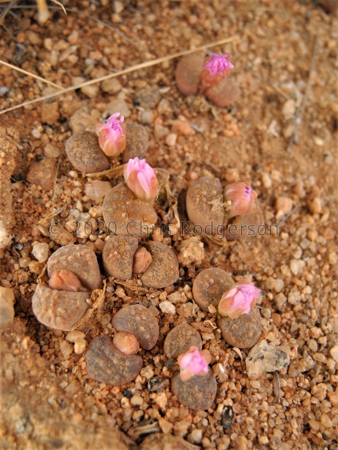 verrucosum W Bushmanland 2139 (3).JPG