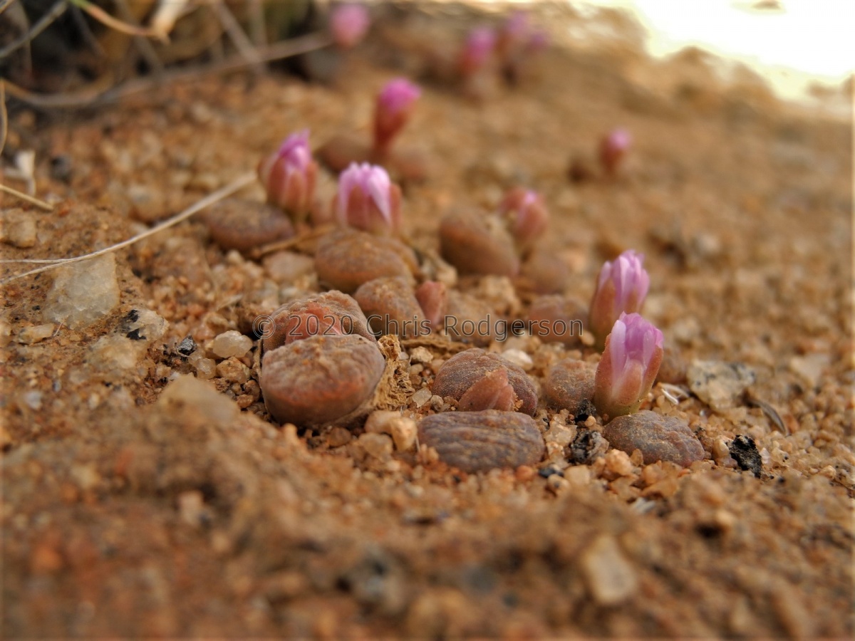 verrucosum W Bushmanland 2139 (4).JPG