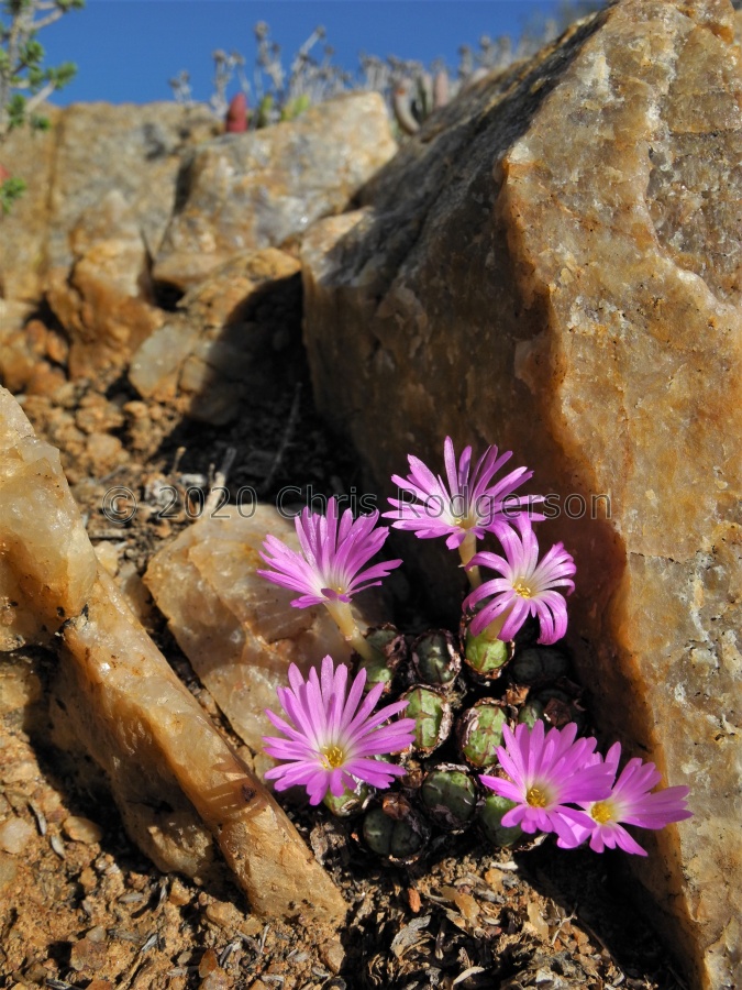 violaciflorum (2).JPG