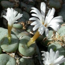 jucundum ssp.fragile