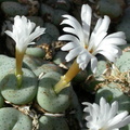 jucundum ssp.fragile RR596 (2)