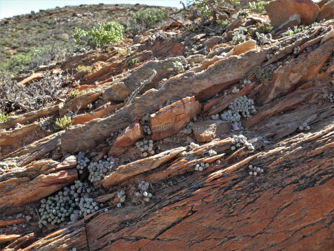 bolusiae ssp.primavernum