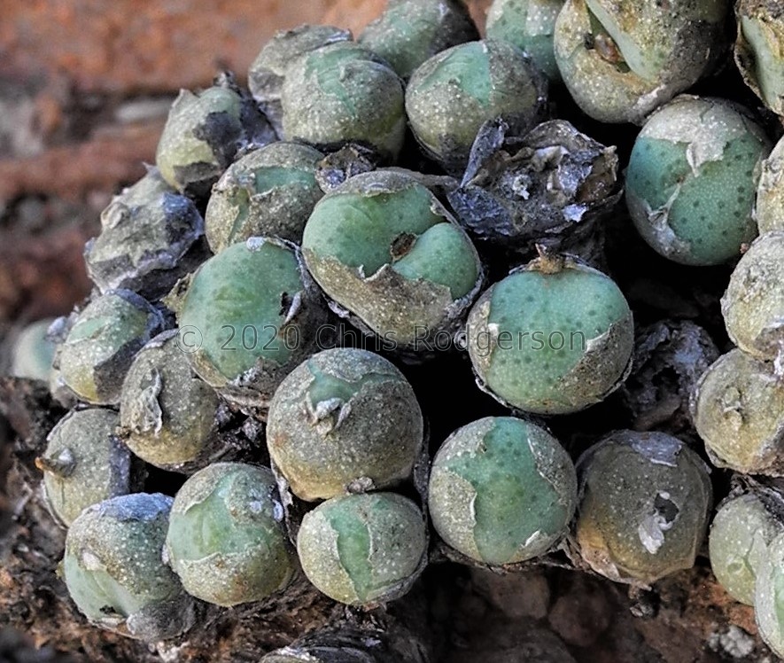 bolusiae ssp.primavernum 
